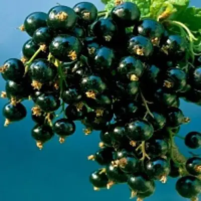 Смородина чёрная ИЗЮМНАЯ в Полоцке