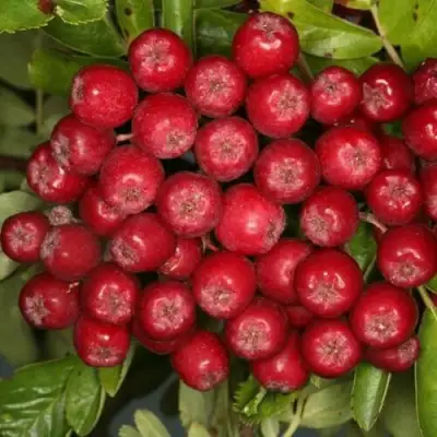 Рябина РУБИНОВАЯ сладкоплодная в Полоцке