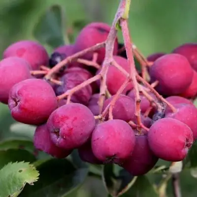 Рябина ДЕСЕРТНАЯ МИЧУРИНА сладкоплодная в Полоцке