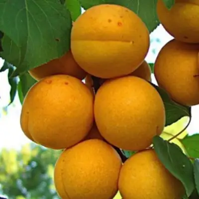 Абрикос ОНТАРИО в Полоцке