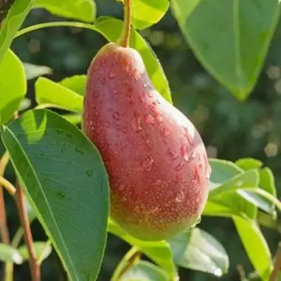 Груша ЯКОВЛЕВСКАЯ в Полоцке