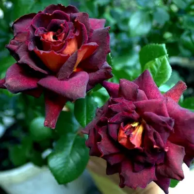 Роза ЭДДИ МИТЧЕЛЛ чайно-гибридная в Полоцке