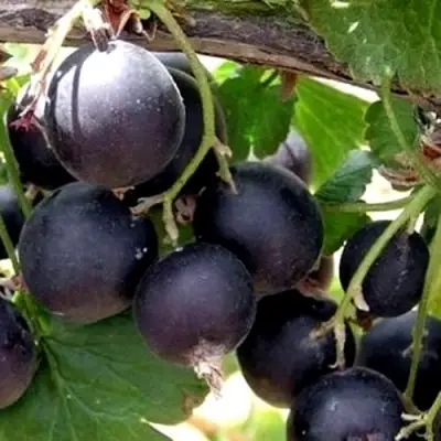 ЙОШТА в Полоцке