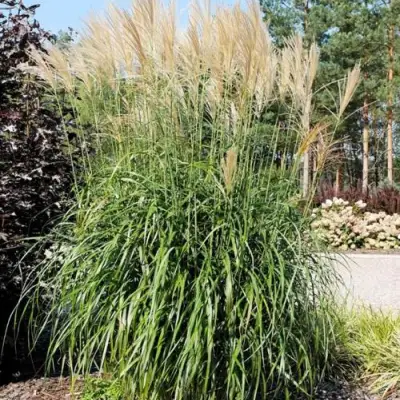 Мискантус ВАНИЛЛА СКАЙ китайский в Полоцке