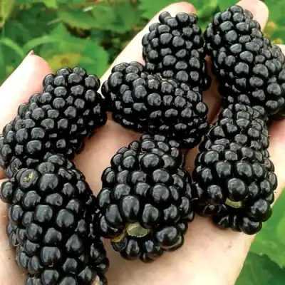 Ежевика ПРАЙМ АРК ФРИДОМ ремонтантная  в Полоцке