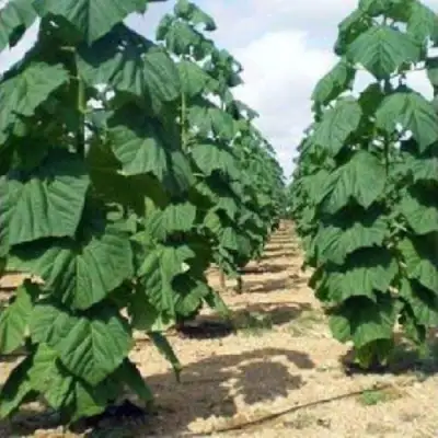 Павловния ПАО ТОГН Z07 в Полоцке