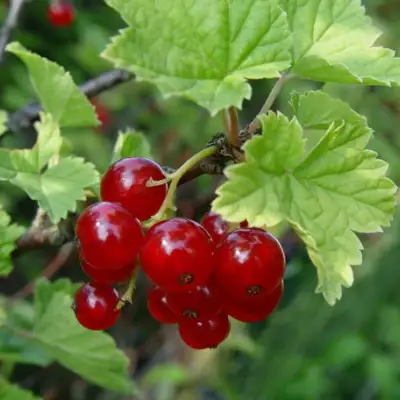 Смородина альпийская ШМИДТ в Полоцке