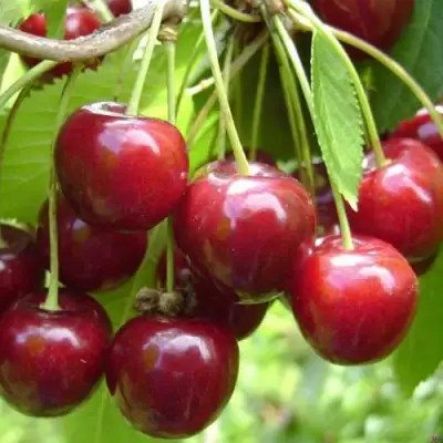 Черешня СИНЯВСКАЯ в Полоцке