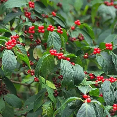 Жимолость МААКА в Полоцке