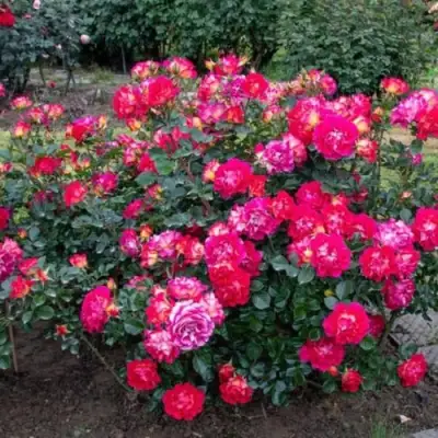 Роза БРЕРА флорибунда в Полоцке