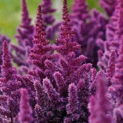 Астильба ПЕПЛ РЕЙН гибридная в Полоцке