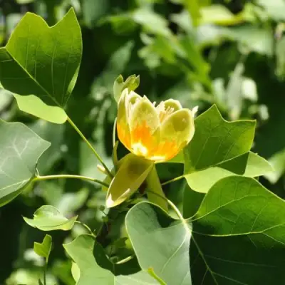 ЛИРИОДЕНДРОН тюльпанный в Полоцке