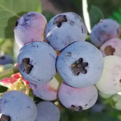 Голубика ХАРРИСОН в Полоцке