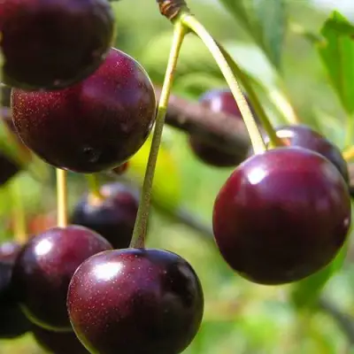 Вишня ЛИВЕНСКАЯ в Полоцке