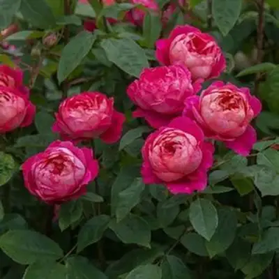 Роза БЕНДЖАМИН БРИТТЕН шраб в Полоцке