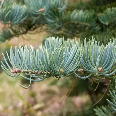 Пихта КОНКОЛОР в Полоцке