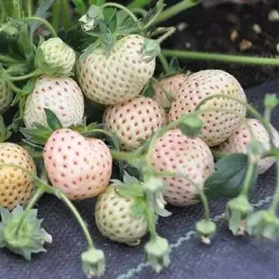 Клубника АНАНАСА ремонтантная в Полоцке