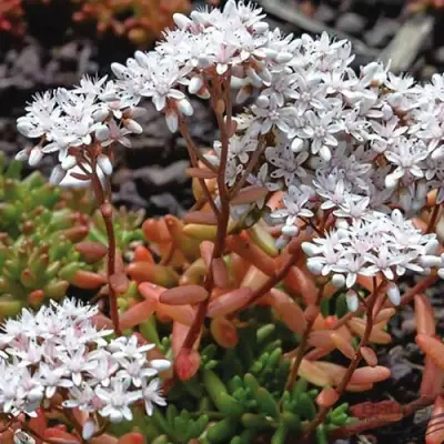 Очиток (седум) КОРАЛ КАРПЕТ белый в Полоцке