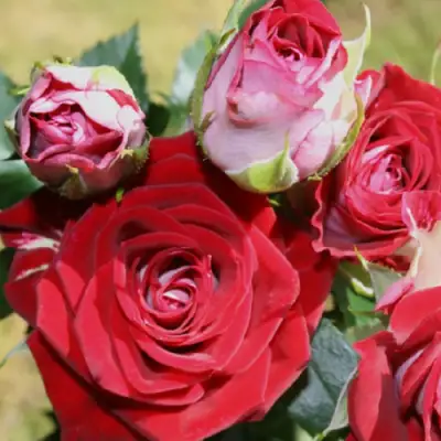 Роза РУБИ СТАР спрей в Полоцке