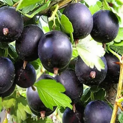 Крыжовник ЧЕРНОМОР в Полоцке