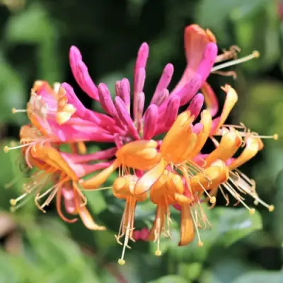 Жимолость ГЕКРОТА в Полоцке