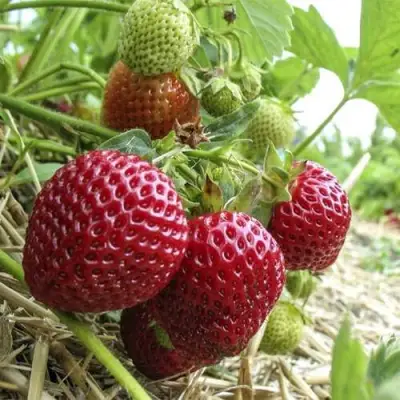 Клубника ЗЕНГА-ЗЕНГАНА в Полоцке