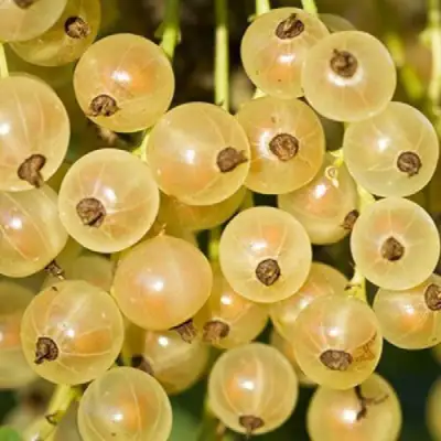 Смородина белая СМОЛЬЯНИНОВСКАЯ в Полоцке