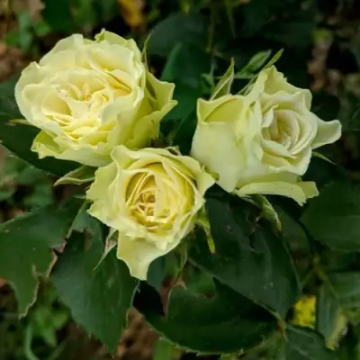 Роза ЛУВИАНА спрей в Полоцке