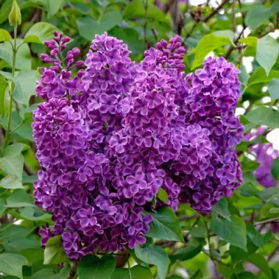 Сирень СУМЕРКИ в Полоцке