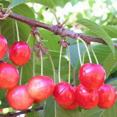 Черешня НАСЛАЖДЕНИЕ в Полоцке
