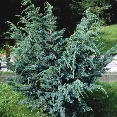 Можжевельник БЛЮ АЛЬПС китайский  в Полоцке