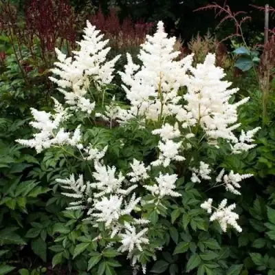 Астильба ДОЙЧЛАНД японская в Полоцке