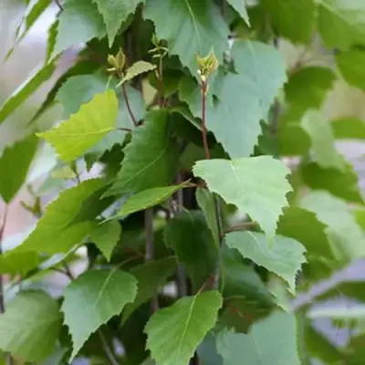 Береза ФАСТИГИАТА повислая  в Полоцке