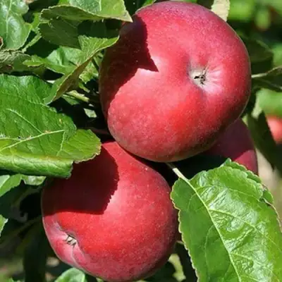 Яблоня СОЗВЕЗДИЕ колонновидная в Полоцке