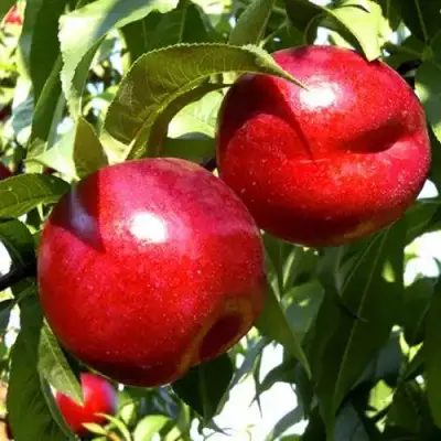 Нектарин ХАРКО в Полоцке