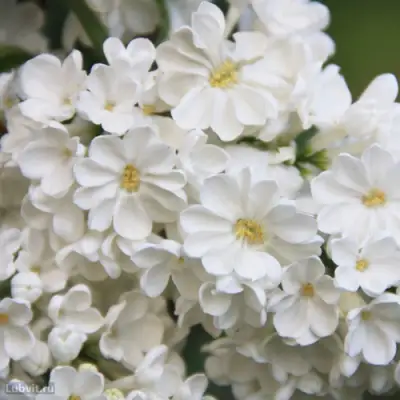 Сирень РОЧЕСТЕР в Полоцке