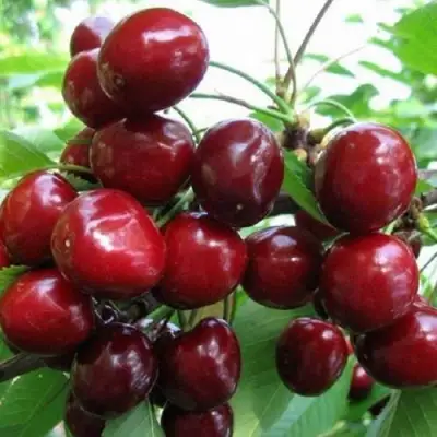 Черешня ГРОНКАВАЯ в Полоцке