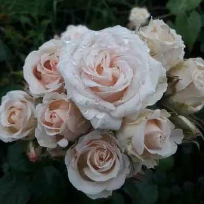 Роза ЯНА спрей в Полоцке