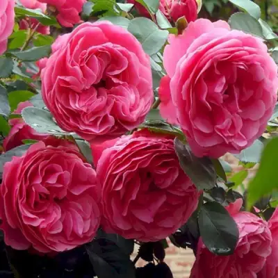 Роза ЛЕОНАРДО ДА ВИНЧИ флорибунда в Полоцке