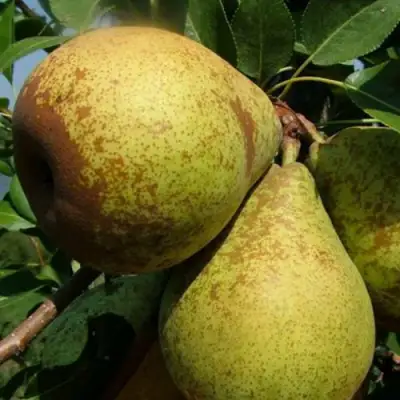 Груша ГЕНЕРАЛ ЛЕКЛЕРК в Полоцке