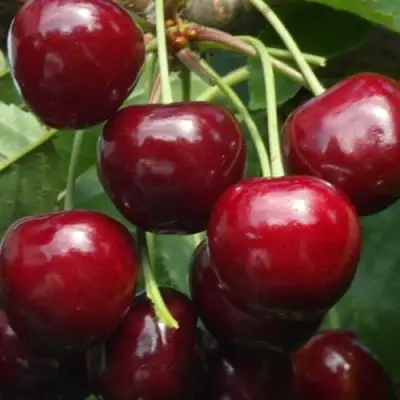 Черешня ГРОНКАВАЯ в Полоцке