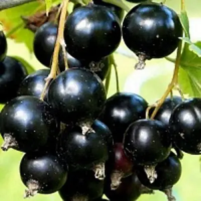 Смородина чёрная СОКРОВИЩЕ в Полоцке