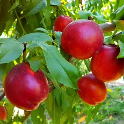 Нектарин НЕКТАРЕД-4 в Полоцке