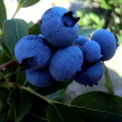 Голубика ДЖЕРСИ в Полоцке