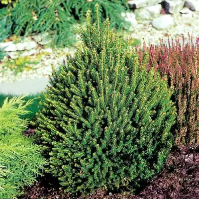 Ель КОМПАКТА обыкновенная в Полоцке