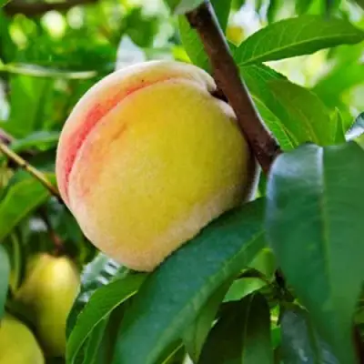 Персик ДОНЕЦКИЙ ЖЕЛТЫЙ в Полоцке