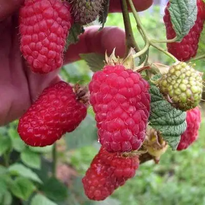 Малина МАРОСЕЙКА в Полоцке