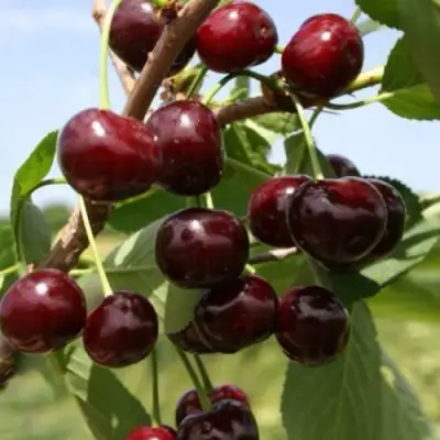 Вишня ГРИОТ БЕЛОРУССКИЙ в Полоцке