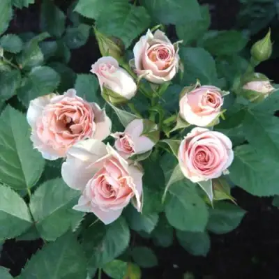 Роза ЯНА спрей в Полоцке