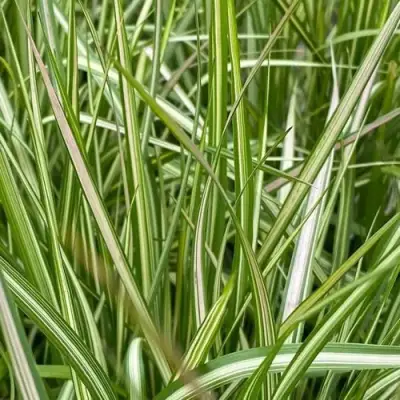 Вейник АВАЛАНШ остроцветковый в Полоцке